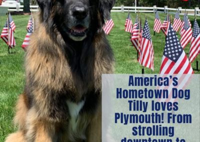 Tilly big dog America's Hometown Hound contestant