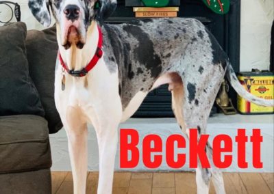 Beckett America's Hometown Hound contestant