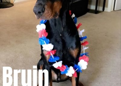 America's Hometown Hound contestant Bruin