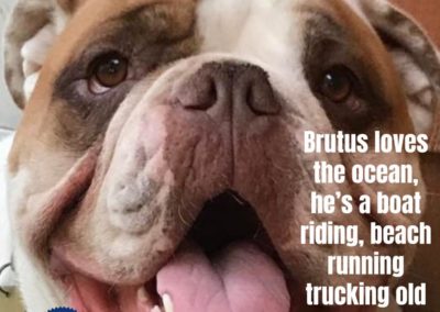 America's Hometown Hound contestant Brutus