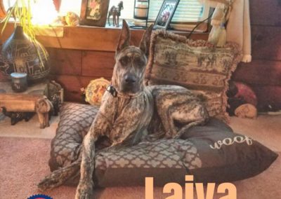 America's Hometown Hound contestant Laiya Great Dane