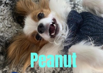 America's Hometown Hound contestant Peanut