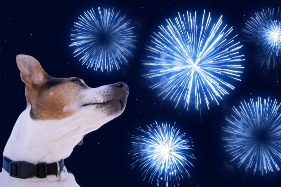 5 Ways to Keep you Dog Calm During Fireworks