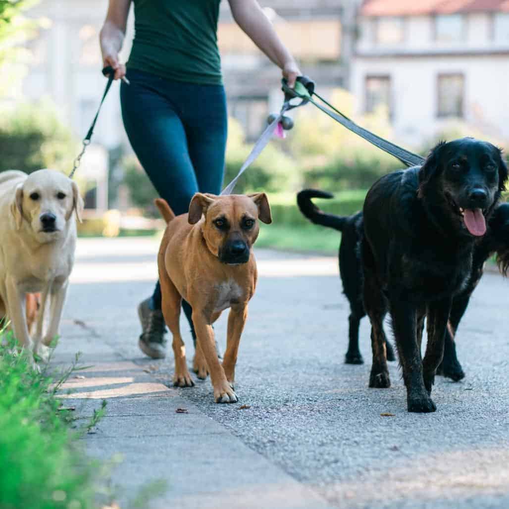 5 Reasons to Hire a Dog Walker Just Around The Corner