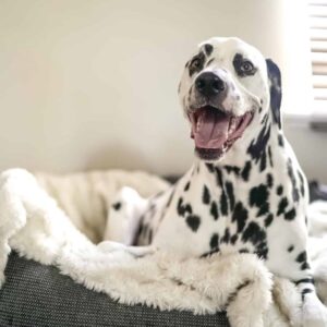 Happy dalmation on dog bed Plymouth