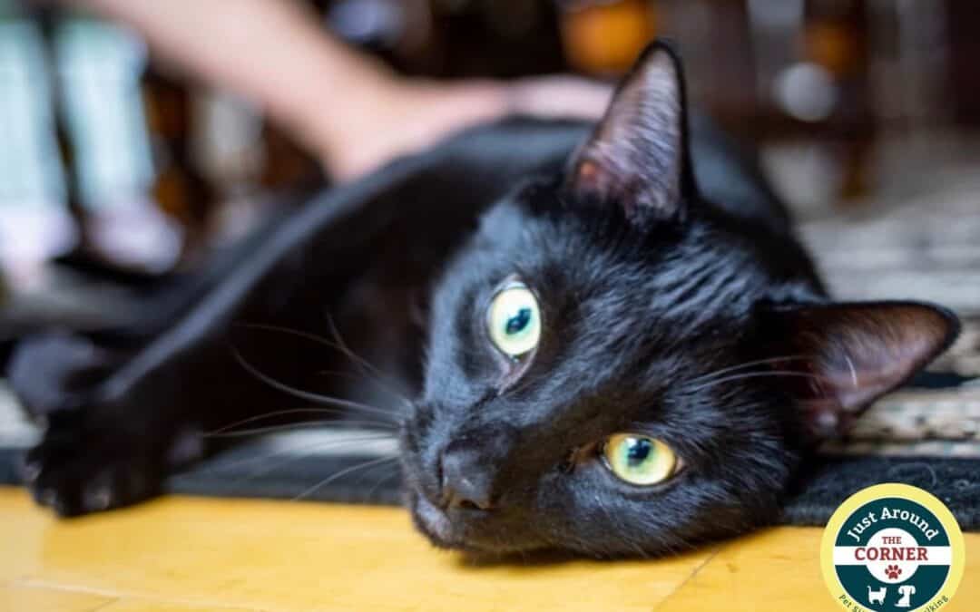 black cat lying down looking at you while being petted by pet sitter