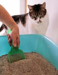 white and grey kitty with pet sitter sccoping litter box