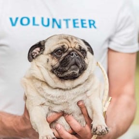shelter volunteer holding adorable pug dog