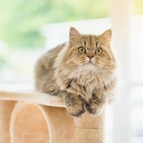 An indoor cat sitting on a cat tower and scratch pole