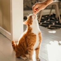 A photo of an indoor cat receiving positive reinforcement via a treat