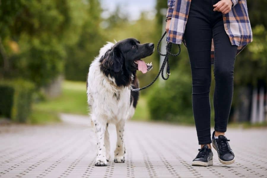 Why Retractable Leashes are Not a Good Choice